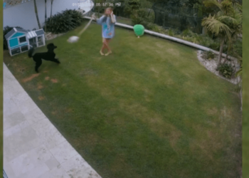 Australian girl swings snake in circles to rescue pet guinea pig – Law Officer