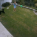 Australian girl swings snake in circles to rescue pet guinea pig – Law Officer