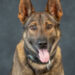 K9 Leo, Marion County Sheriff's Office, Florida