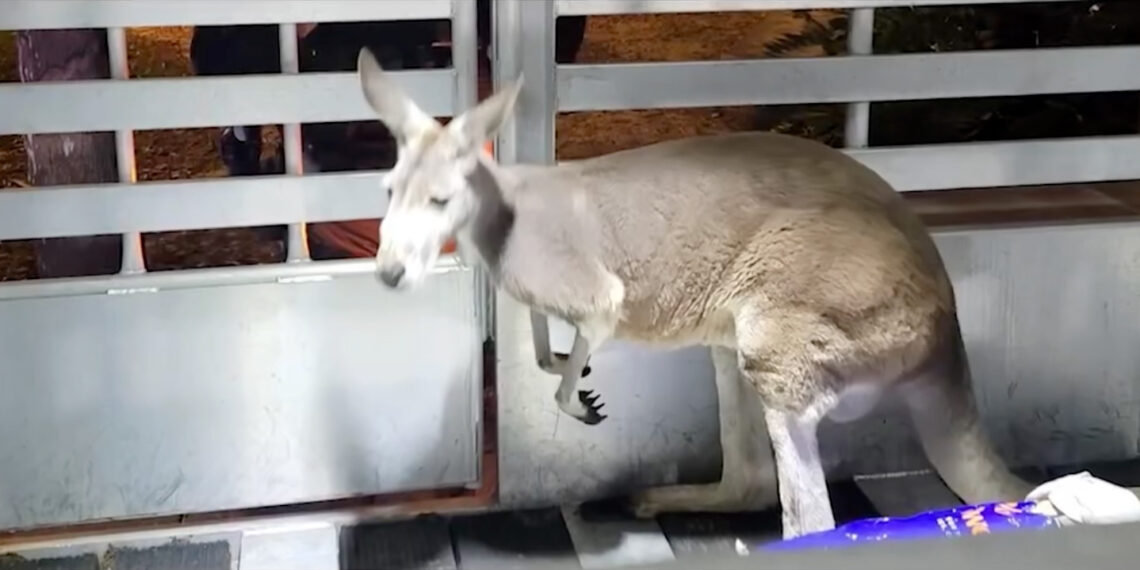 Escaped kangaroo hops into Florida apartment complex