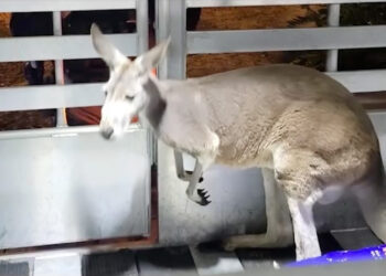 Escaped kangaroo hops into Florida apartment complex
