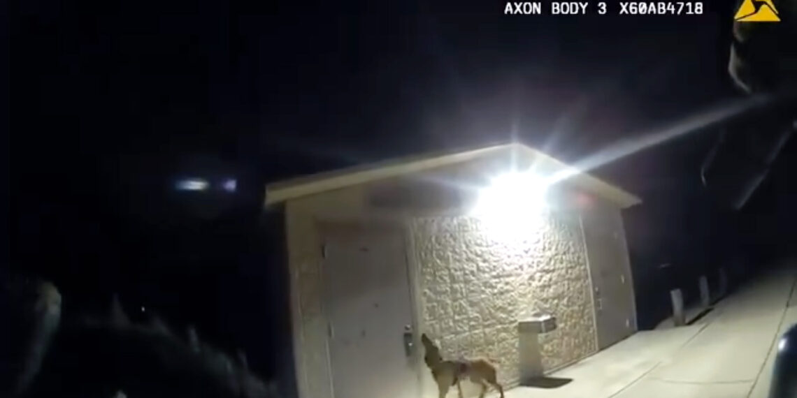 Hillsborough County Sheriff’s K-9 Mary Lu helps deputy locate missing 11-year-old girl