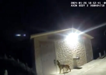 Hillsborough County Sheriff’s K-9 Mary Lu helps deputy locate missing 11-year-old girl