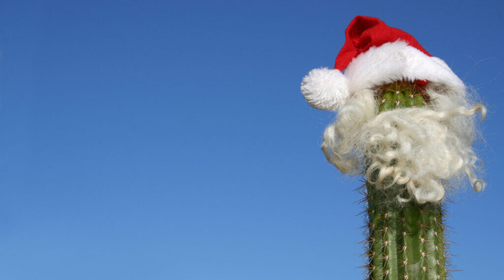 Cactus with Santa hat, hair and beard.