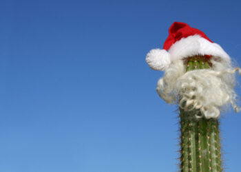 Cactus with Santa hat, hair and beard.