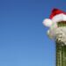 Cactus with Santa hat, hair and beard.