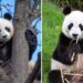 Panda diplomacy: meet the giant (and expensive) diplomats on loan to Australia from China - video