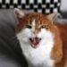cat-gb61221305_1920