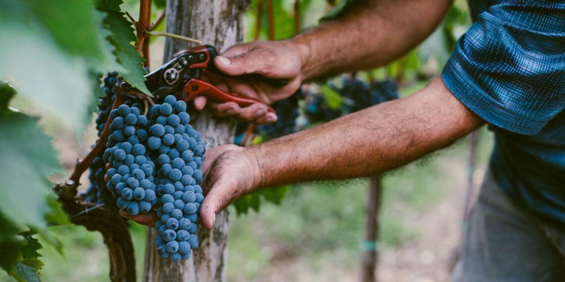 A person picking grapes to harvest for wine.