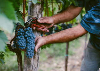 A person picking grapes to harvest for wine.