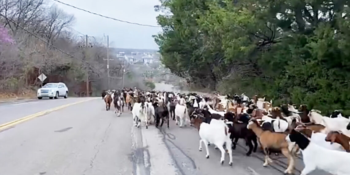Goats gone wild: Arlington police become unexpected goat herders
