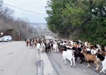 Goats gone wild: Arlington police become unexpected goat herders