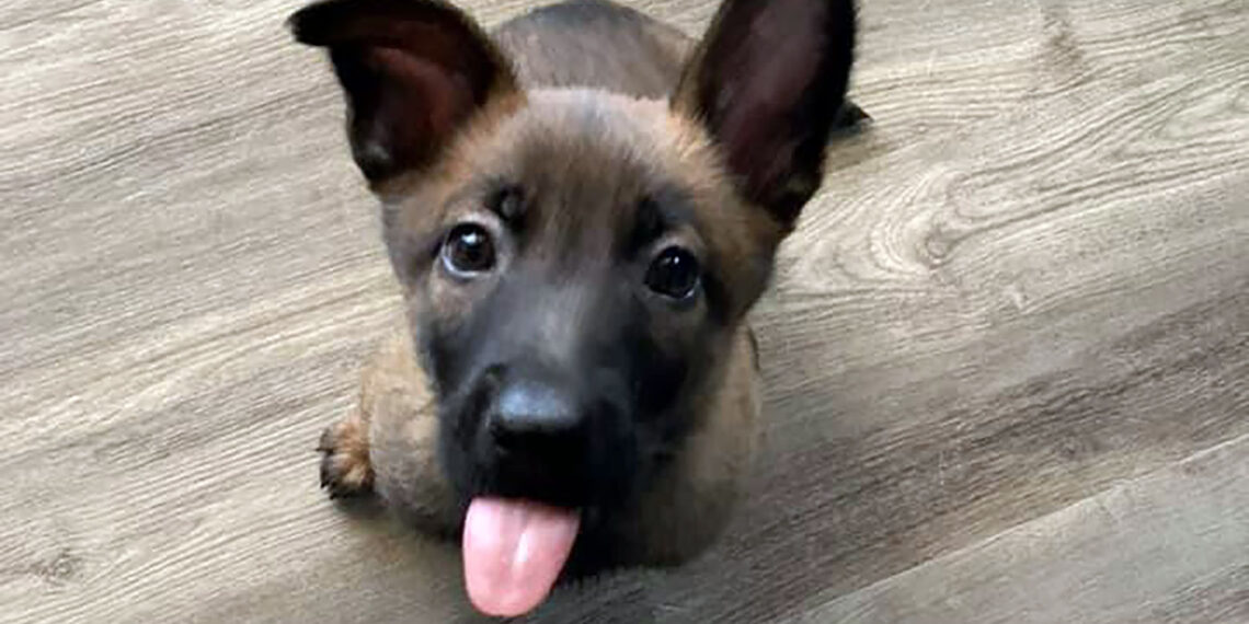 Minnesota police department welcomes back K-9 duo Timber and Shuri