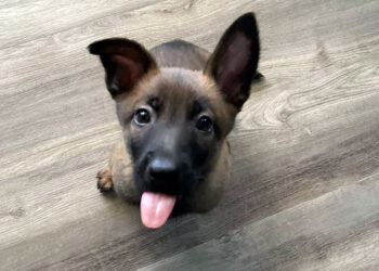 Minnesota police department welcomes back K-9 duo Timber and Shuri