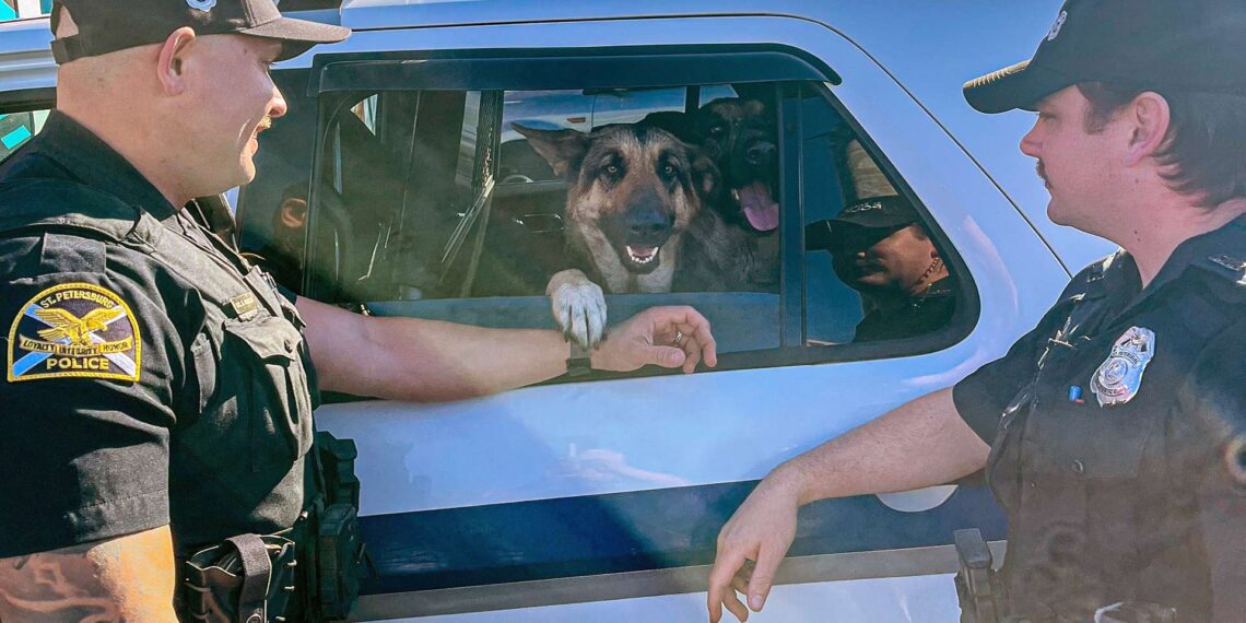 Three German shepherds take over stranger’s car, get free ride from Florida police