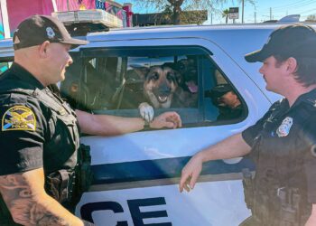 Three German shepherds take over stranger’s car, get free ride from Florida police