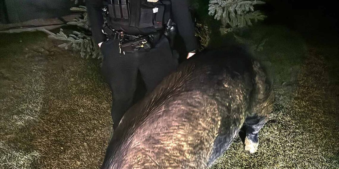 “Typical county call”: Wisconsin deputies assist in return of lost pig named Kevin Bacon