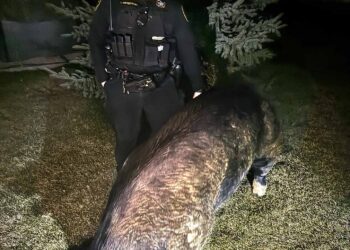 “Typical county call”: Wisconsin deputies assist in return of lost pig named Kevin Bacon