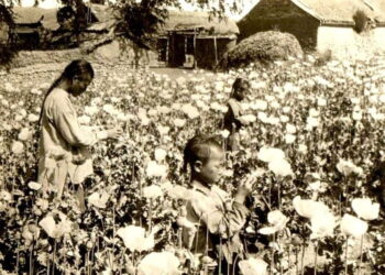 The cultivation of opium increased substantially after the Opium Wars strongly shifted China's economy.