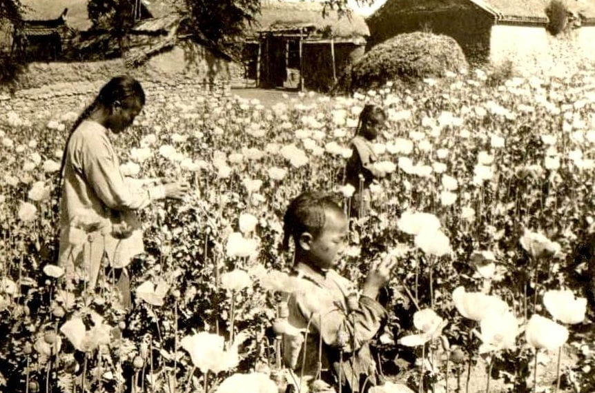 The cultivation of opium increased substantially after the Opium Wars strongly shifted China's economy.