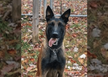 K9 Rivan stabbed to death trying to stop attack at Virginia state prison – Law Officer