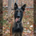 K9 Rivan stabbed to death trying to stop attack at Virginia state prison – Law Officer