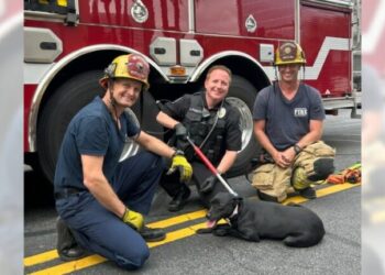 Firefighters, animal officers rescue locked-out dog from 4th-floor balcony in Irvine