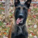 K9 Rivan, Virginia Department of Corrections, Virginia